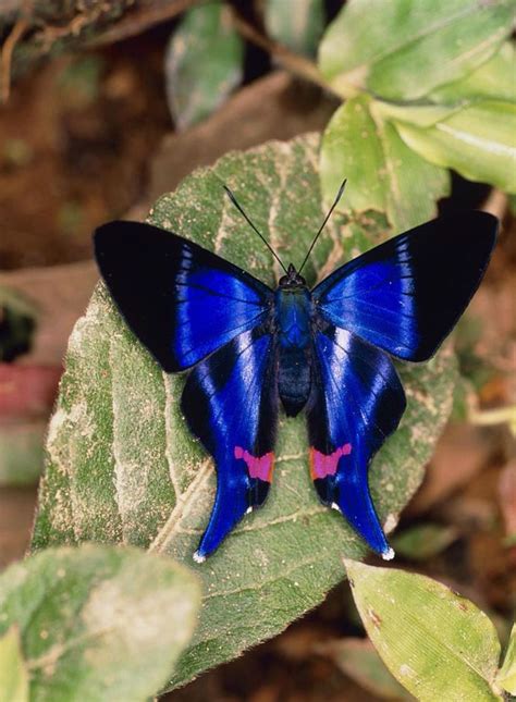 061515 Rhetus Sp Riodinidae From Ecuador Beautiful Butterflies