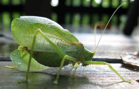 Katydid Grasshoppers Tettigoniidae 13 One Of Gods Little Folk