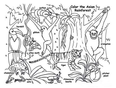 24 Rainforest Trees Coloring Pages Heartof Cotton Candy