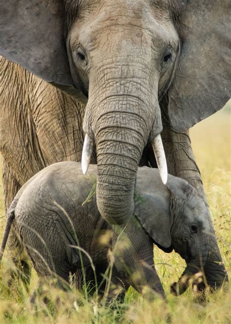 Imagenes De Elefantes Octubre 2015