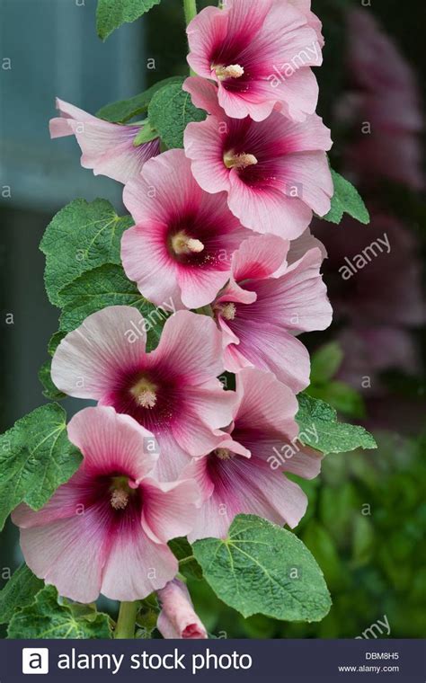 Perfectly picasso veronica is a nice height growing about 2' tall with a similar spread. hollyhock Alcea rosea flower summer flowers biennial July ...