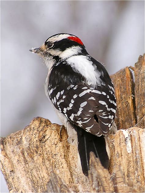 Backyard birding is still on! Downy Woodpecker - Posted by Lee (Fort Frances Ontario ...