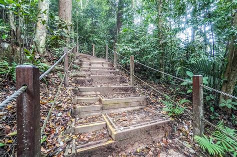 bukit timah nature reserve ein naturreservat in singapur