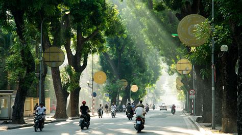 City Trees Grow More Quickly Than Their Rural Cousins Heres Why
