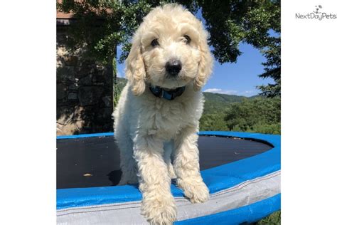 Top 4 best dog foods for goldendoodle puppies. Blue: Goldendoodle puppy for sale near Chattanooga ...