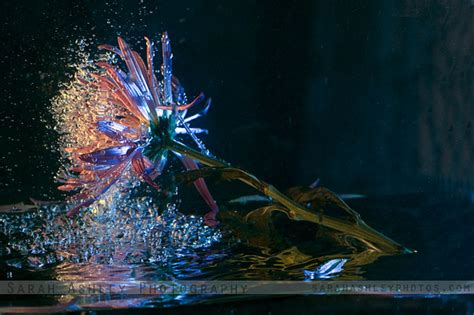 Untitled Underwater Flower By Scelestic