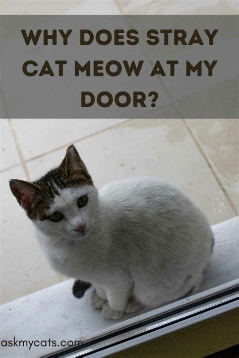 My Cat Keeps Meowing At The Door Find Out Why