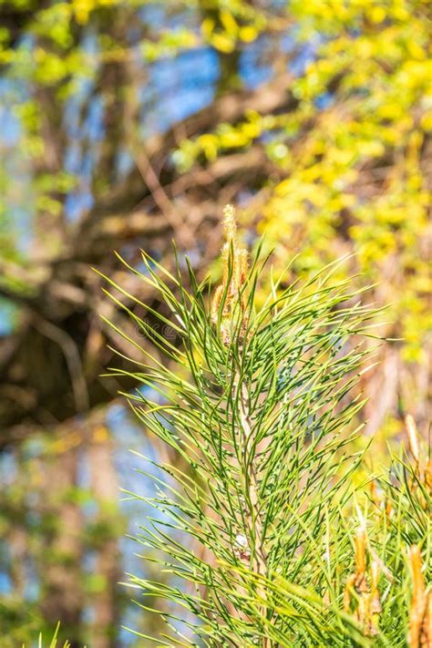 Green Small Pine Trees With Fresh Shoots In Spring Or Summer Stock