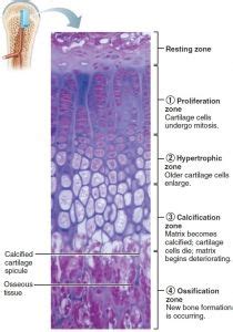 Venous drainage of bone • long bones posses a large venous sinus • long bones drains into central venous sinus ,from central venous sinus through. Epiphyseal plate | Flashcards, Epiphyseal plate, Study tools