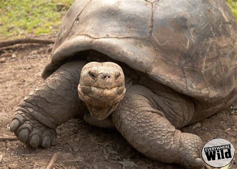 13 Awesome Galapagos Tortoise Facts That You Need To Know