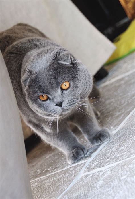 Scottish Fold All About Cats Warrior Cats Cat Breeds Cat Lovers