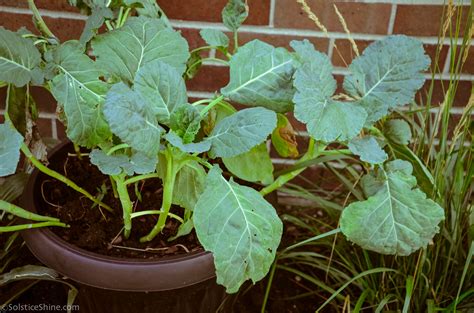Collard Greens (Brassica Oleracea) — UIC Heritage Garden