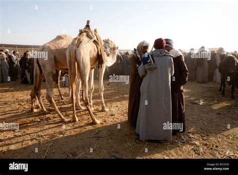 Hobbled Camel Fotos Und Bildmaterial In Hoher Auflösung Alamy