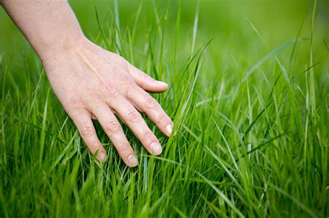Hand Touching Grass Stock Photo Download Image Now Istock