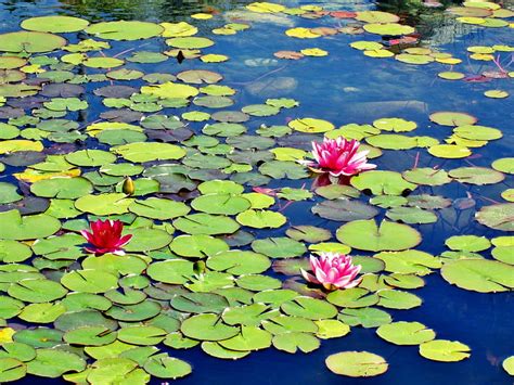 Lily Pads Pond Flowers Water Lilypad Hd Wallpaper Peakpx