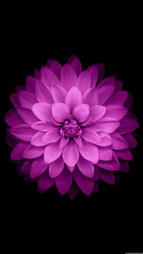 1364x768 Resolution Pink Petaled Flower Purple Flower Black
