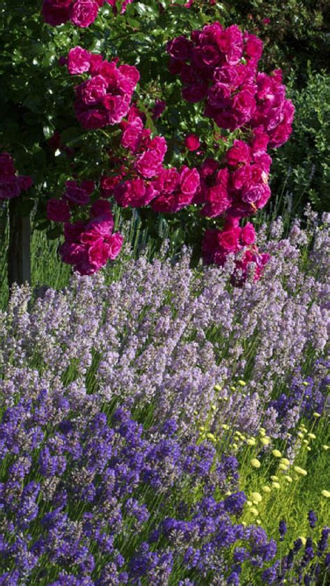 Lavender And Rose Garden Landscape Design And Garden Project Management
