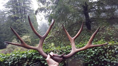 Its Pretty Exciting To Find A Bucks Antler Mendonoma Sightings