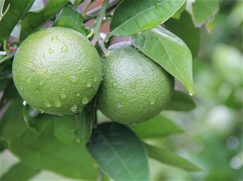 26 results for satsuma tree. Landscaping Blog Louisiana | GreenSeasons - GreenSeasons ...