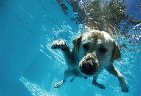 Underwater Dog