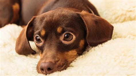 6 Common Dachshund Skin Problems And How To Prevent Them Everyday Of Dogs