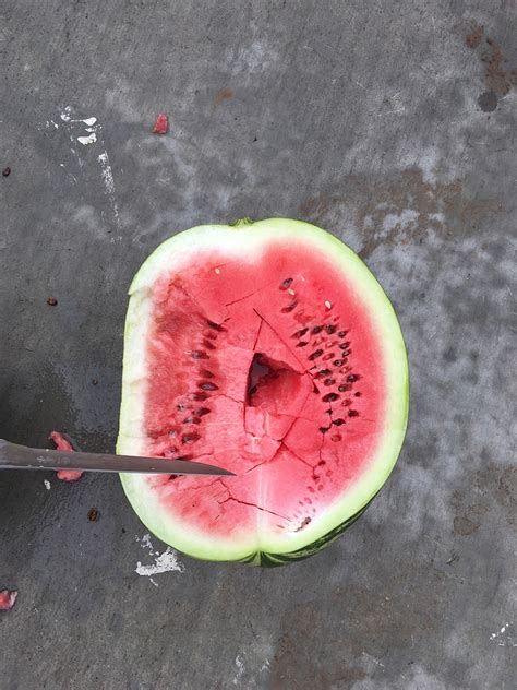 Watermelon Growing General Gardening Growing Fruit