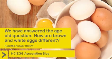 Whats The Difference Between Brown And White Eggs Nc Egg