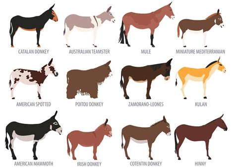 How much is a miniature donkey. 27 Cute Miniature Donkey Facts (Photos, History, Size ...