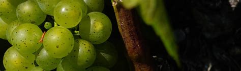 What Are The Most Common Vineyard Pests And Diseases Cult Wines