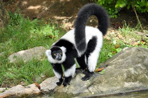 Black And White Ruffed Lemur — Stock Photo © Mazikab 48149941