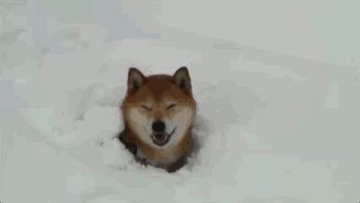 Browse latest funny, amazing,cool, lol, cute,reaction gifs and animated pictures! Snow Doge saves Jamaican Bobsled Team | Cute animals, Funny animals