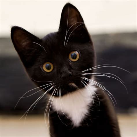 Although aging, urbanization, and associated lifestyle changes are the major. 10 New Black And White Cat Pictures FULL HD 1920×1080 For ...