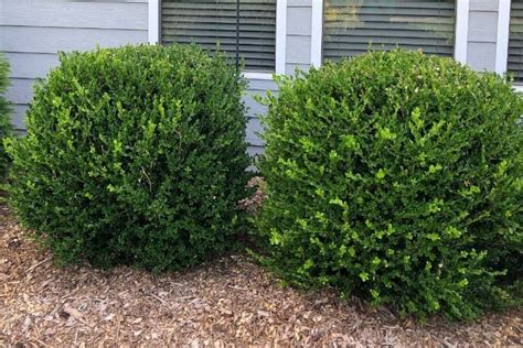 Low Maintenance Shrubs Perfect For The Front Of The House Front House