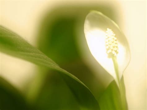 Xs Wallpapers Hd Peace Lilies Wallpapers