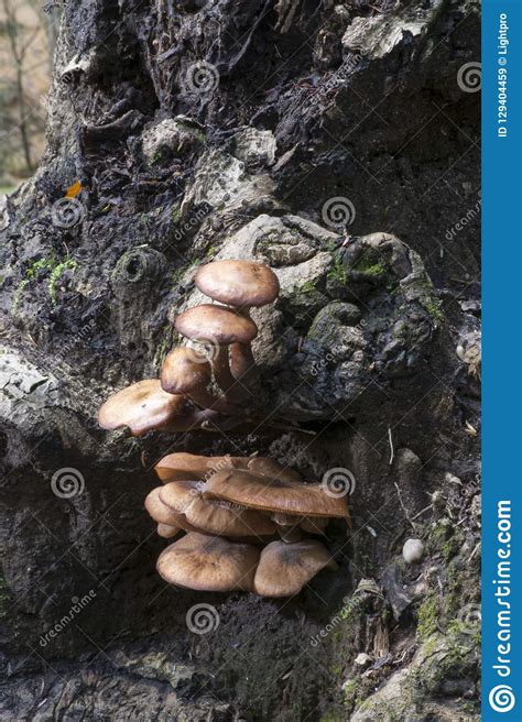 Mushrooms On Fallen Tree Ash Cave Ohio Stock Image Image Of State
