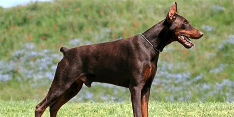 Doberman Pinscher Dog Breed Information Images Characteristics Health