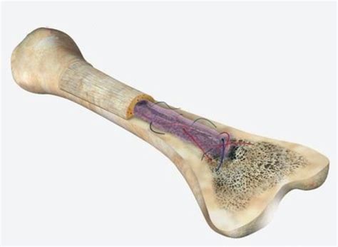 Bone cross section diagram : Mechanical Surface Testing of Bone Using Nanoindentation