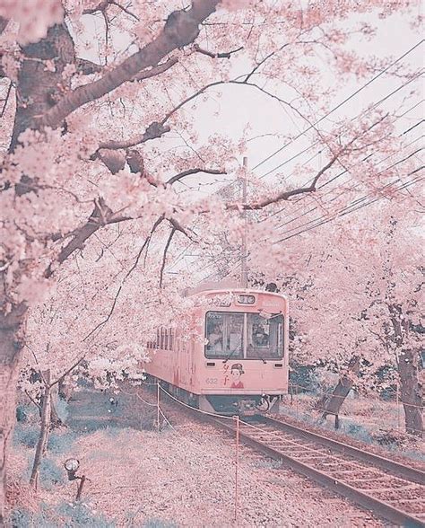 Cherry Blossom Pink Aesthetic Scenery Wallpaper Pastel Pink