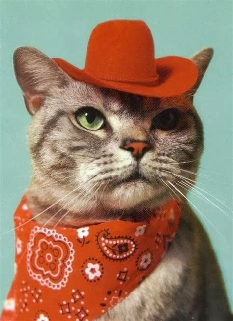 Cowboy Cat Memes Imgflip