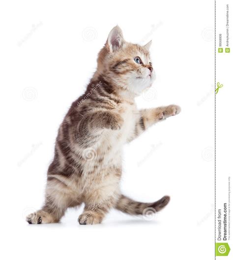 Funny Cat Frozen In Action Isolated On White Stock Photo Image Of