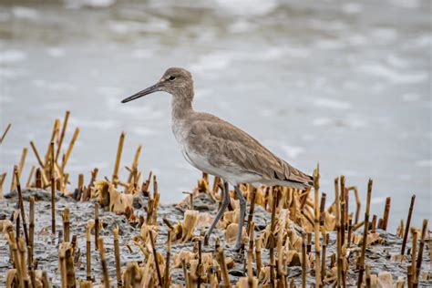 Willet Or Wont It Great Bird Pics