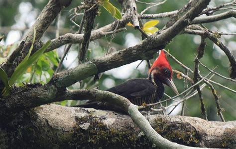 The Largest Woodpecker In Central America Pale Billed Woodpecker
