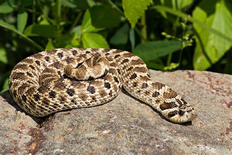 Clint gives a little fun information about and demonstrates proper handling techniques for the western hognose snake (heterodon nasicus). Western Hognose Snake (Heterodon nasicus) AKA Mexican ...