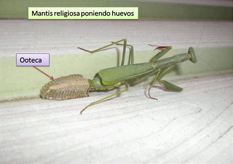 Caracteristicas De La Mantis Religiosa Su Vida Y Hábitat Natural