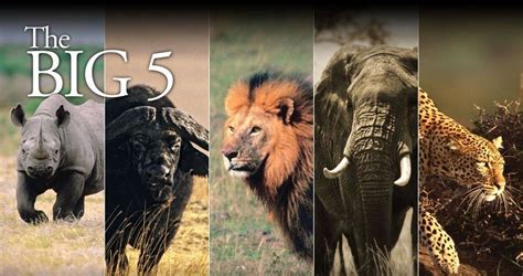 Ten Interesting Facts About The Big Five Eafrica Safari Tours Big 5