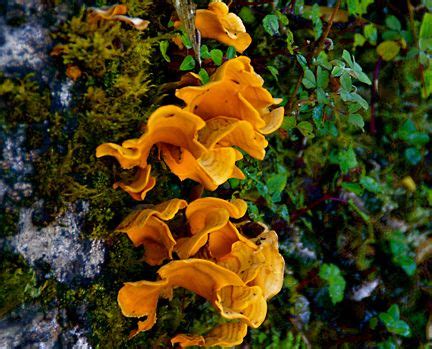 Download free image orange mushroom. Orange fungus growing on a tree trunk | Flower garden ...