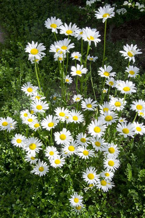 The first flowering of the reblooming variety of these perennial lovelies is in june. 20 Best Perennial Flowers - Ideas for Easy Perennial ...