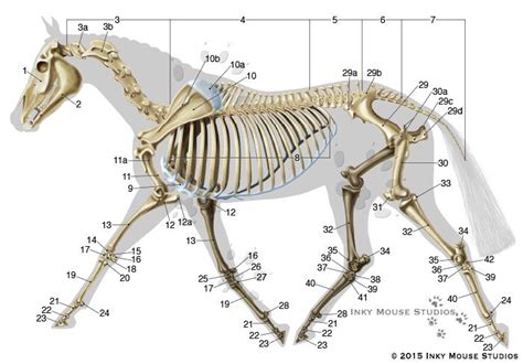 Equine Skeletal Anatomy Chart Horse Bones Horse Anatomy Skeleton