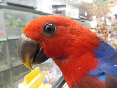 Baby Eclectus Parrot For Sale In Hollywood Florida Classified
