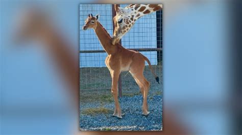 Rare Spotless Giraffe Born At Tennessee Zoo Public Asked To Help Name
